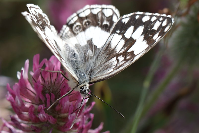 Oostelijk dambordje, Melanargia larissa (BG)