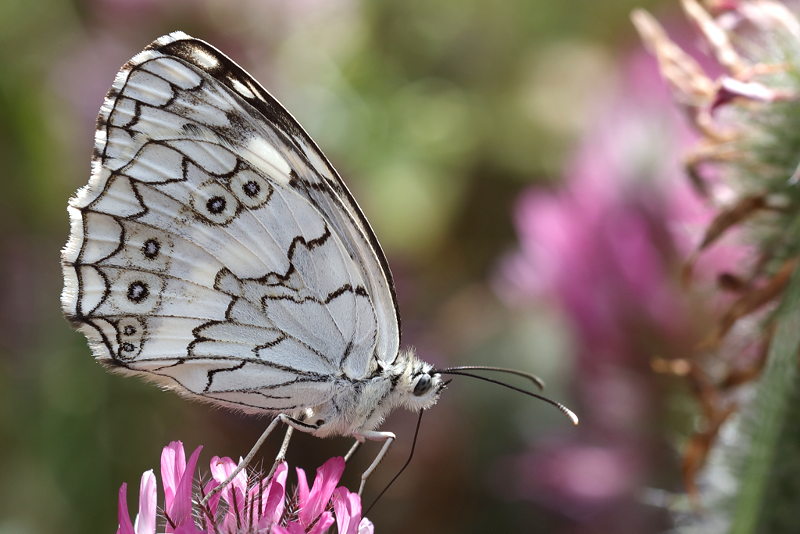 Oostelijk dambordje, Melanargia larissa (BG)