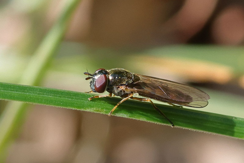 Melanostoma mellinum, Gewone driehoekszweefvlieg ♀