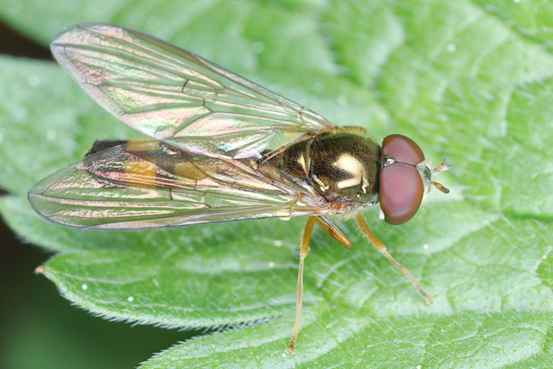 Melanostoma scalare, Slanke driehoekszweefvlieg ♂