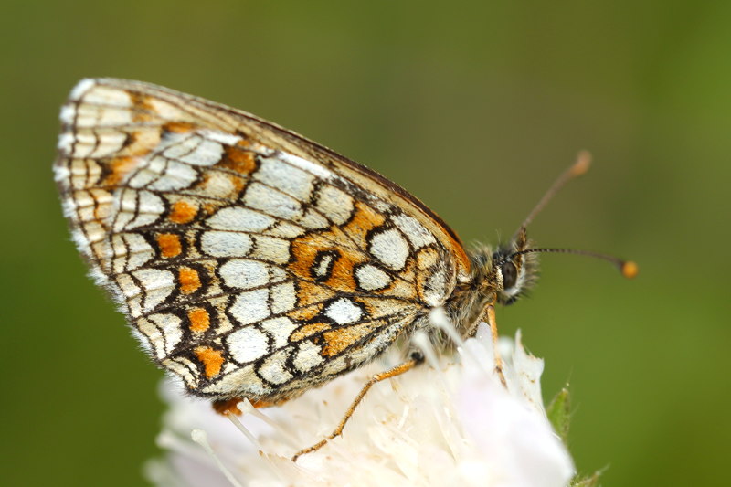 Bosparelmoervlinder, Melitaea athalia (SK)