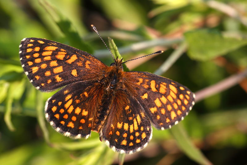 Bosparelmoervlinder, Melitaea athalia (SK)