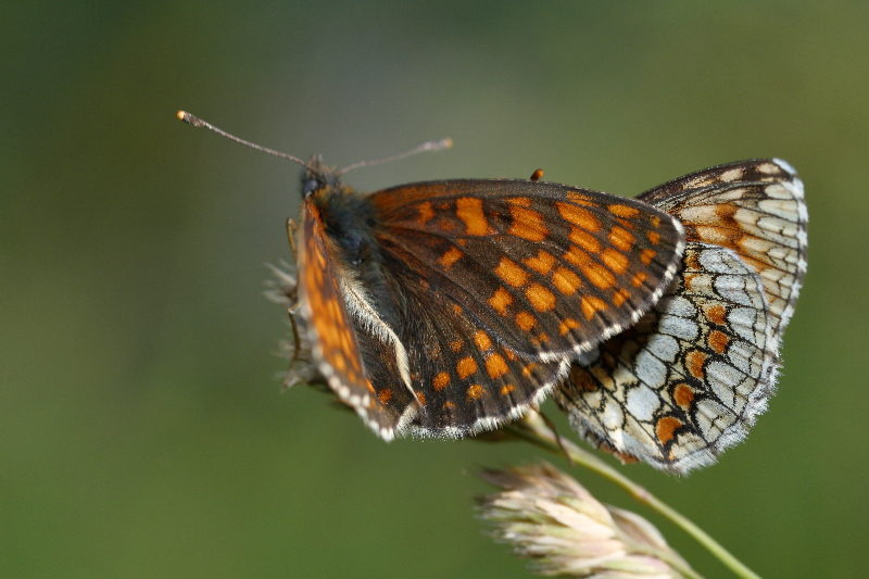 Bosparelmoervlinder, Melitaea athalia (SK)