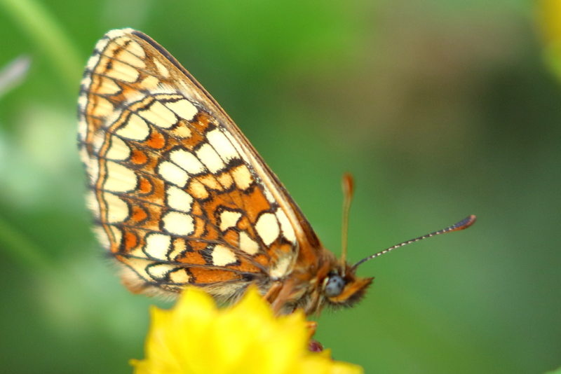 Steppeparelmoervlinder, Melitaea aurelia (BG)