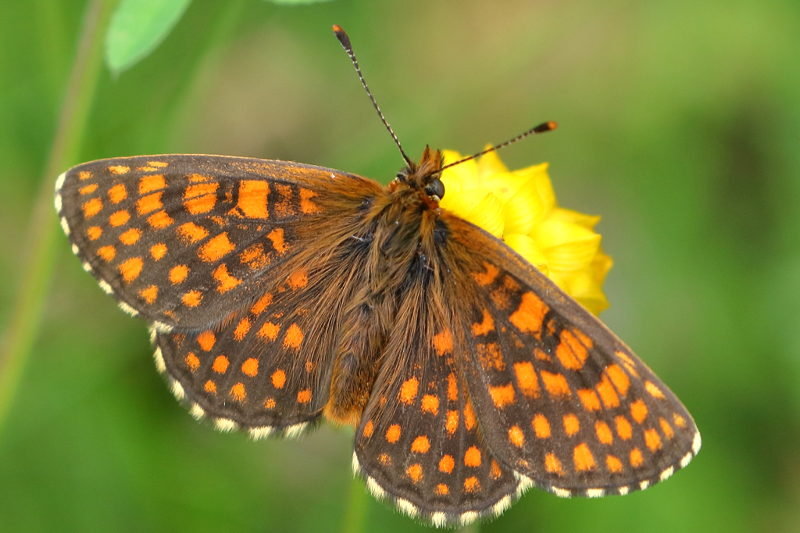 Steppeparelmoervlinder, Melitaea aurelia (BG)