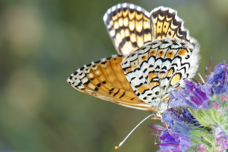 Veldparelmoervlinder, Melitaea cinxia (BG)