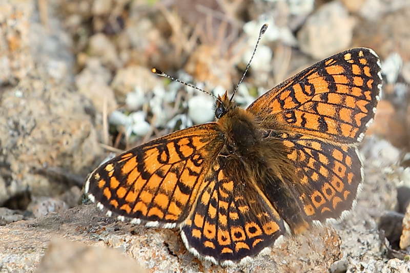 Veldparelmoervlinder, Melitaea cinxia (BG)