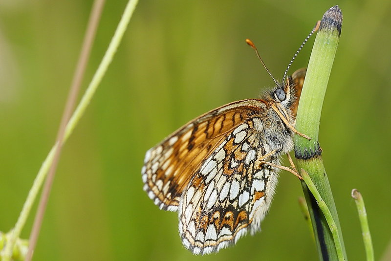 Woudparelmoervlinder, Melitaea diamina (SK)