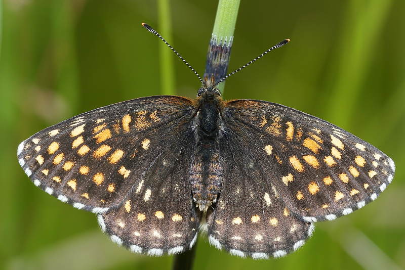 Woudparelmoervlinder, Melitaea diamina (SK)