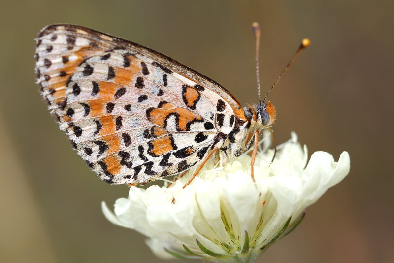 Tweekleurige parelmoervlinder, Melitaea didyma (SK)