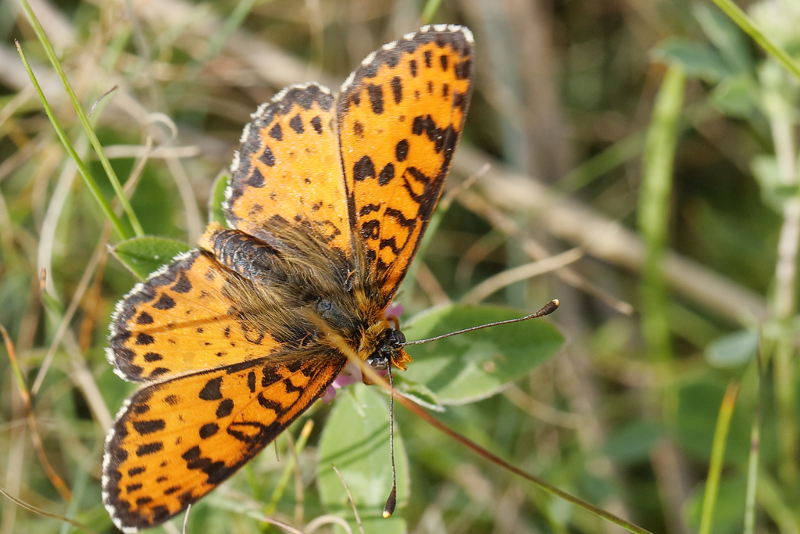 Tweekleurige parelmoervlinder, Melitaea didyma (BG)