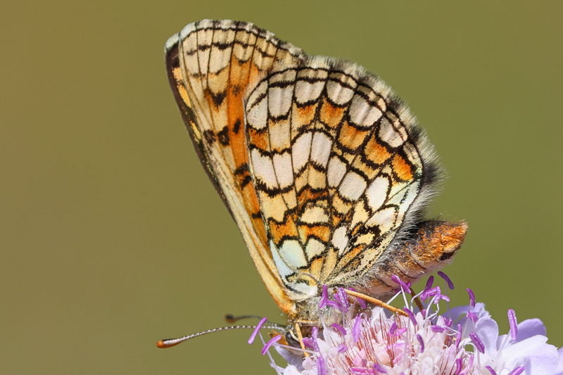 Westelijke parelmoervlinder, Melitaea parthenoides (E)