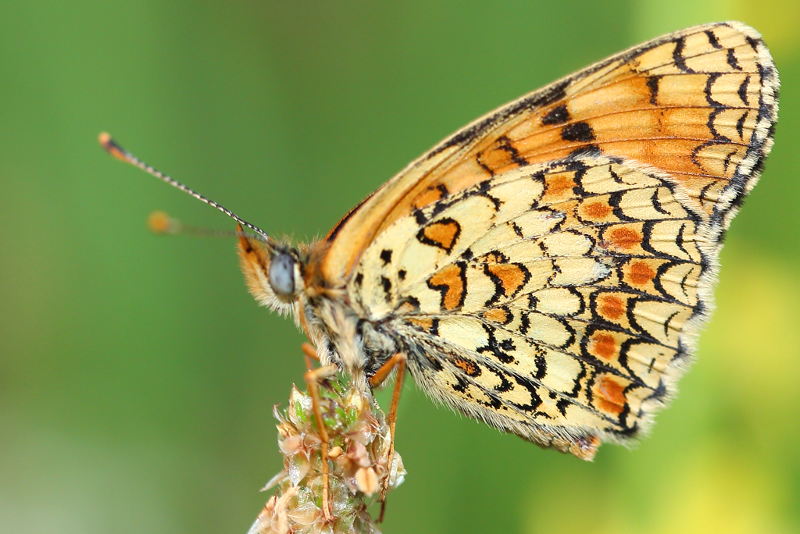 Knoopkruidparelmoervlinder, Melitaea phoebe (SK)