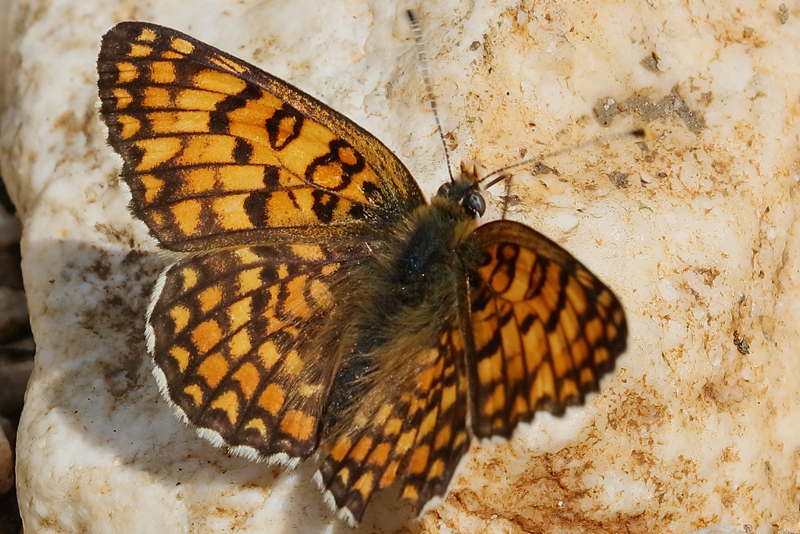 Knoopkruidparelmoervlinder, Melitaea phoebe (BG)