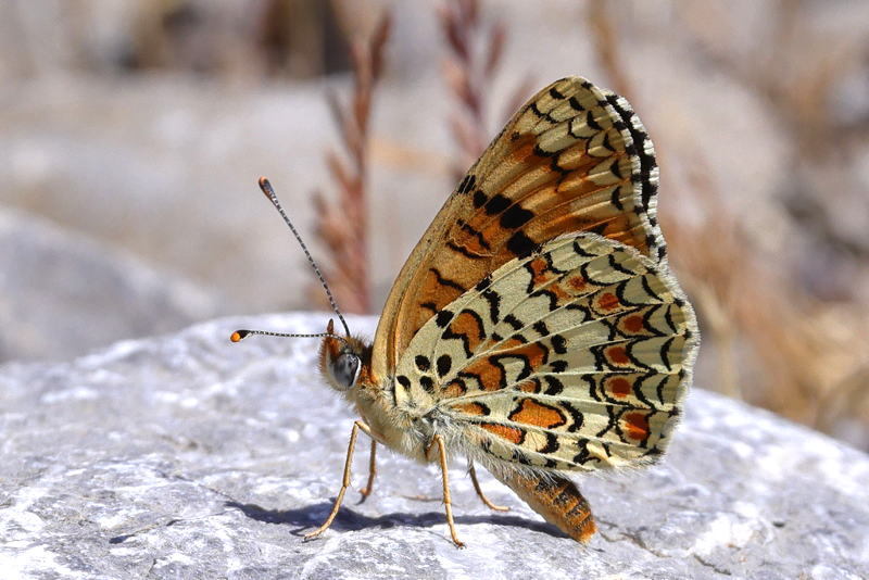Knoopkruidparelmoervlinder, Melitaea phoebe (E)