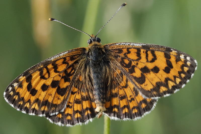 Toortsparelmoervlinder, Melitaea trivia ♂ (Niet in Nederland) (BG)