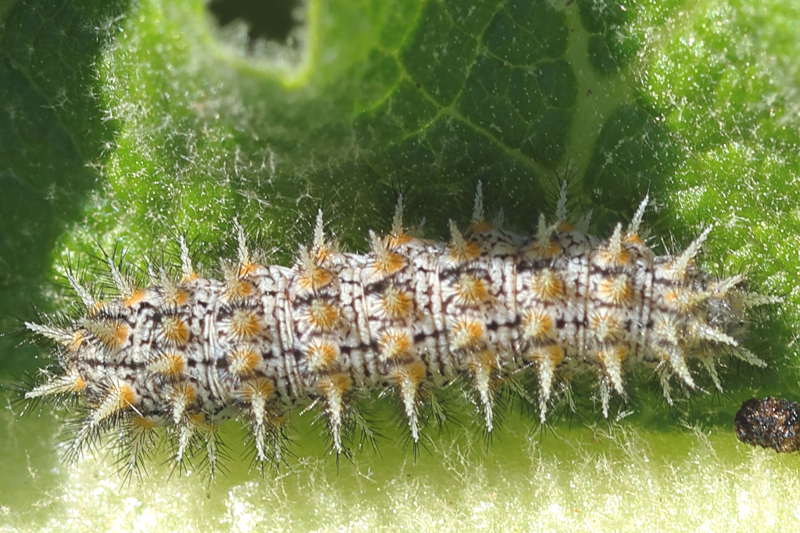 Toortsparelmoervlinder, Melitaea trivia, rups (Niet in Nederland) (GR)