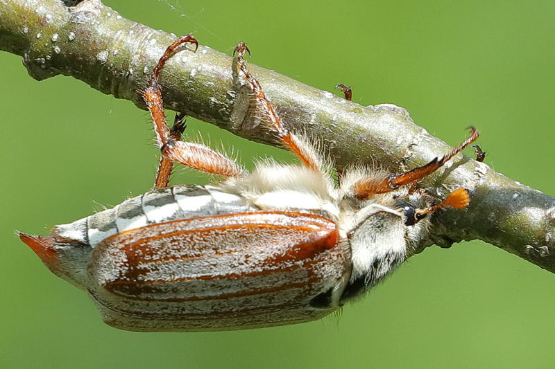 Meikever, Melolontha melolontha