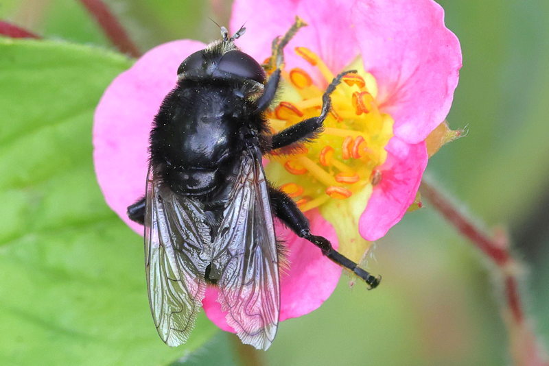 Merodon equestris, Grote narcisvlieg ♀