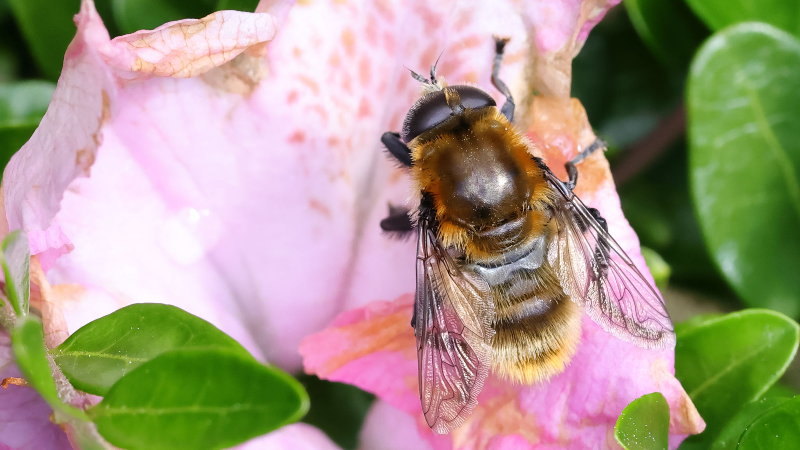 Merodon equestris, Grote narcisvlieg ♂