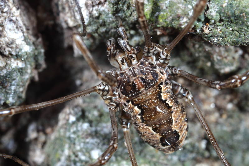 Metaplatybunus grandissimus