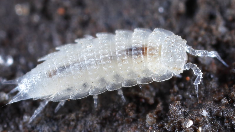 Woodlouse, Metatrichoniscoides leydigii