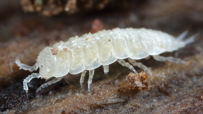 Woodlouse, Metatrichoniscoides leydigii