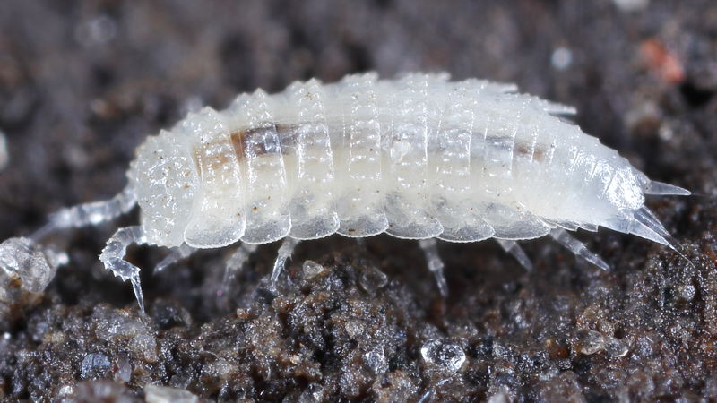 Woodlouse, Metatrichoniscoides leydigii