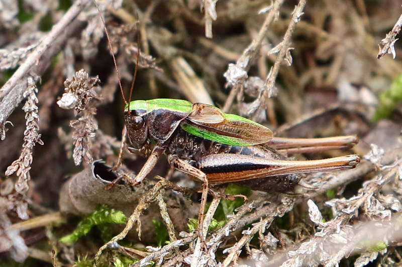 Heidesabelsprinkhaan, Metrioptera brachyptera, ♂