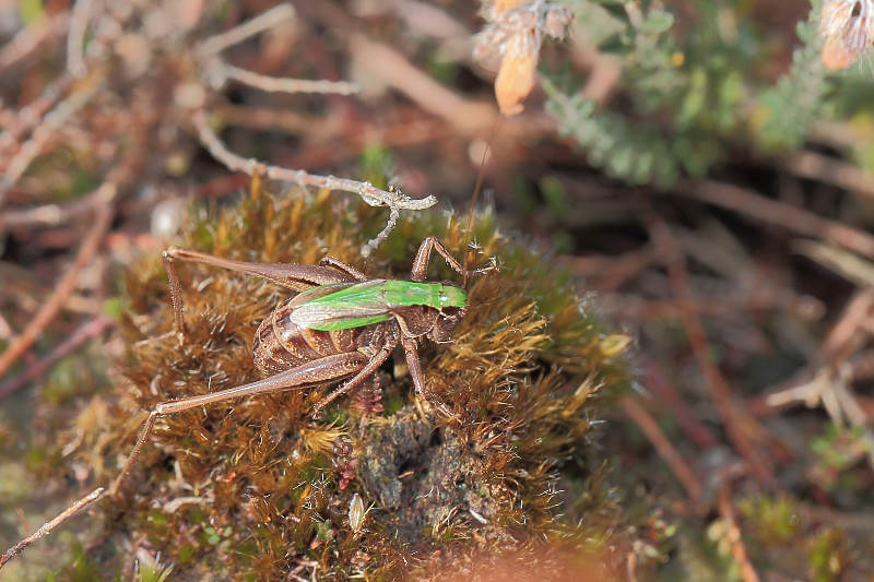 Heidesabelsprinkhaan, Metrioptera brachyptera, leggend