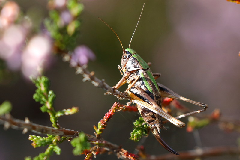 Heidesabelsprinkhaan, Metrioptera brachyptera, ♀