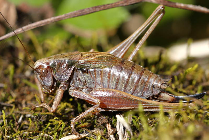 Bergheidesabelsprinkhaan, Metrioptera saussuriana &female; (FR)