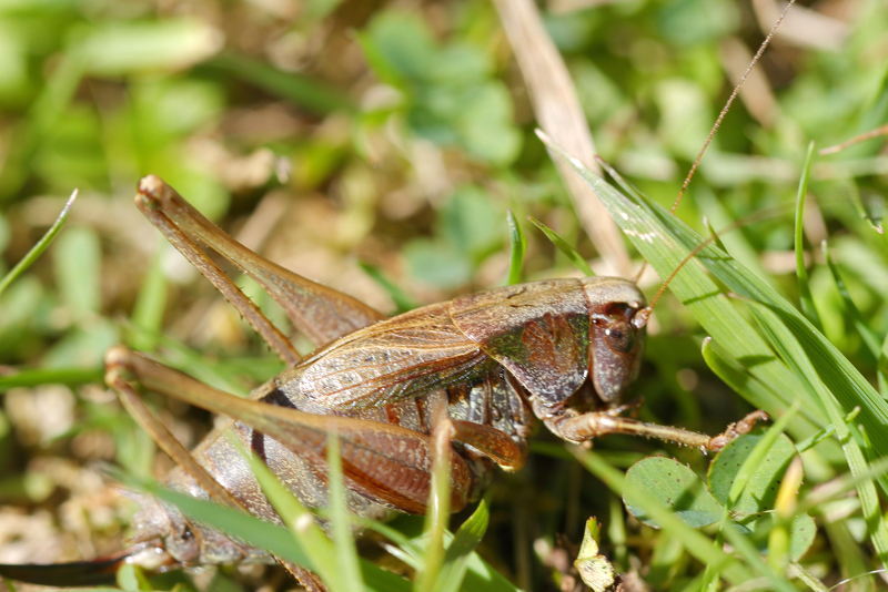 Bergheidesabelsprinkhaan, Metrioptera saussuriana ♂ (FR)
