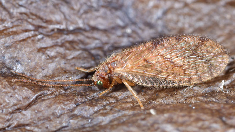 Vieradergaasvliegje, Micromus angulatus