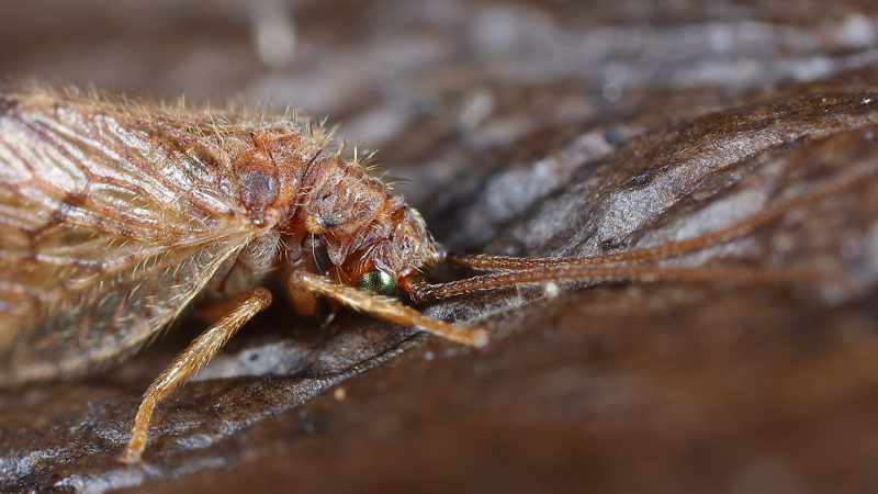 Vieradergaasvliegje, Micromus angulatus