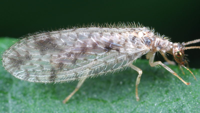 Bont gaasvliegje, Micromus variegatus