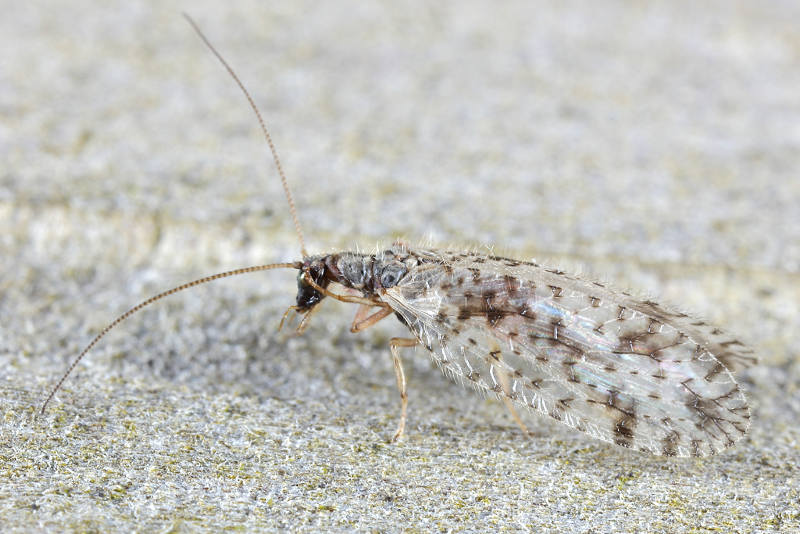 Bont gaasvliegje, Micromus variegatus