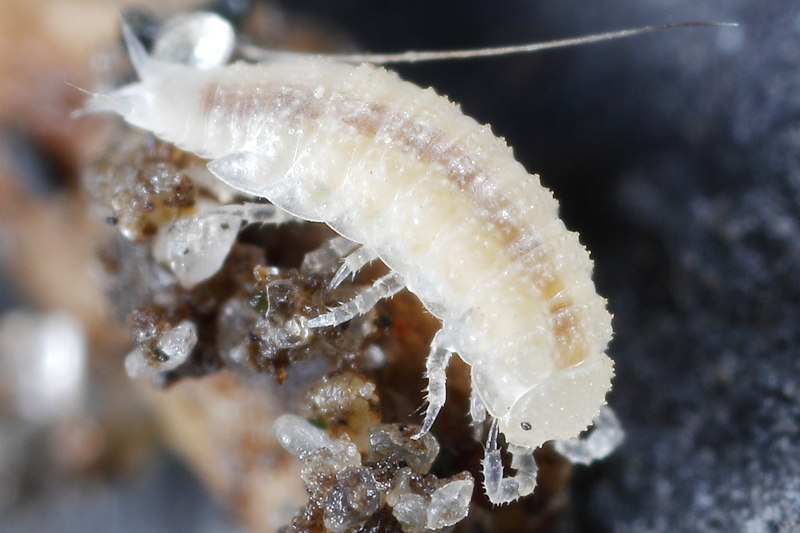 Coastal Black-eye, Miktoniscus patiencei
