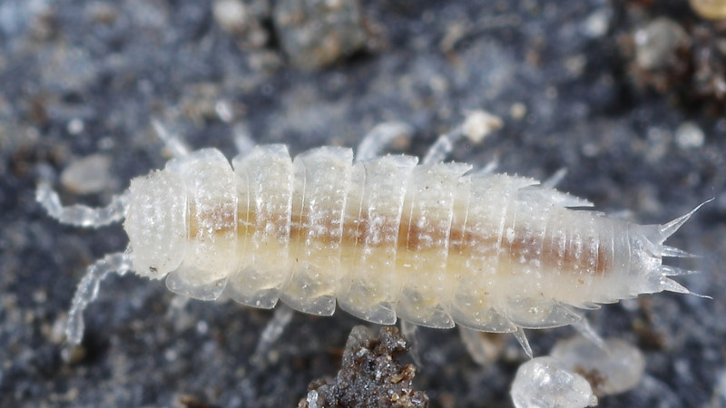 Coastal Black-eye, Miktoniscus patiencei