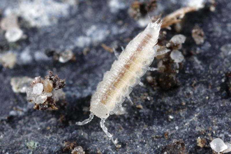 Coastal Black-eye, Miktoniscus patiencei