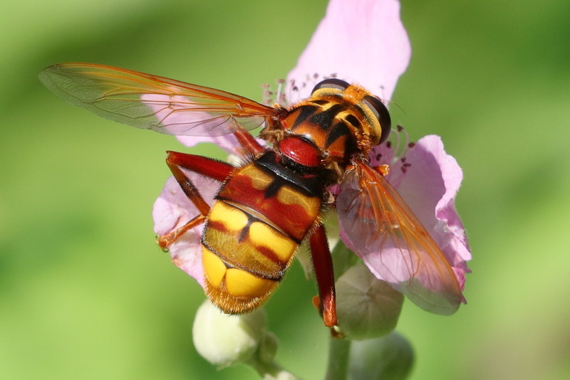 Milesia crabroniformis, Fophoornaar (BG)