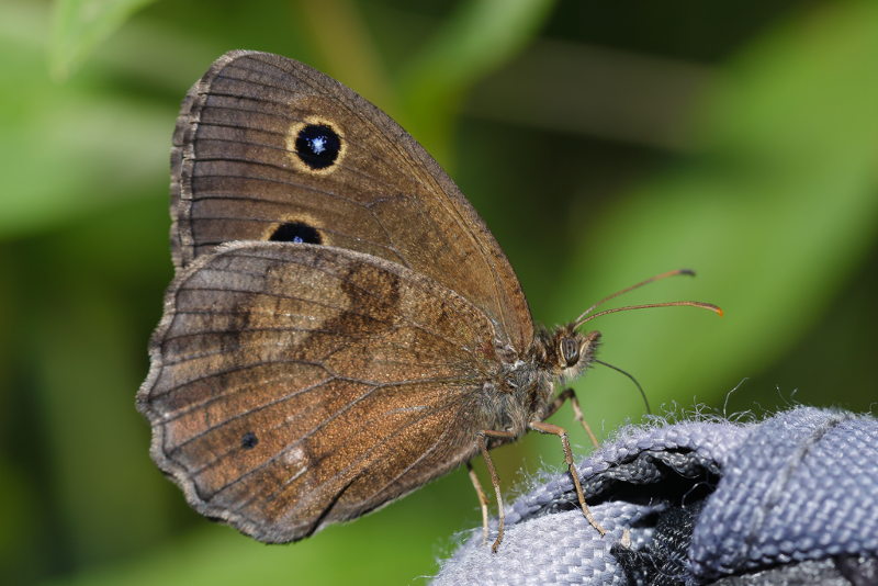 Blauwoogvlinder, Minois dryas (SK)