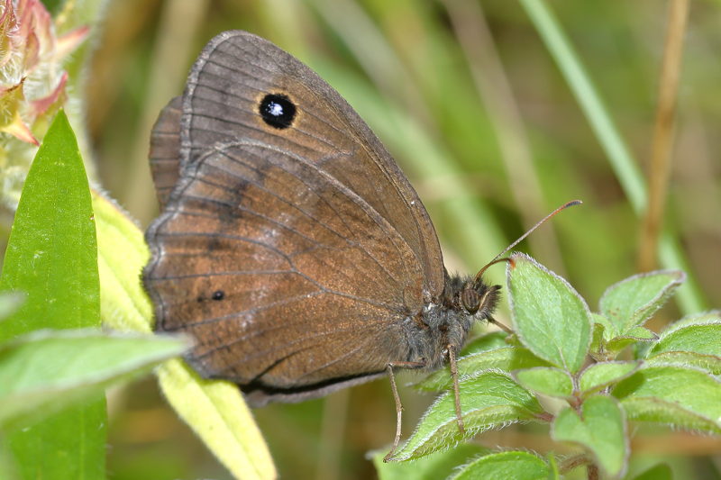 Blauwoogvlinder, Minois dryas (SK)
