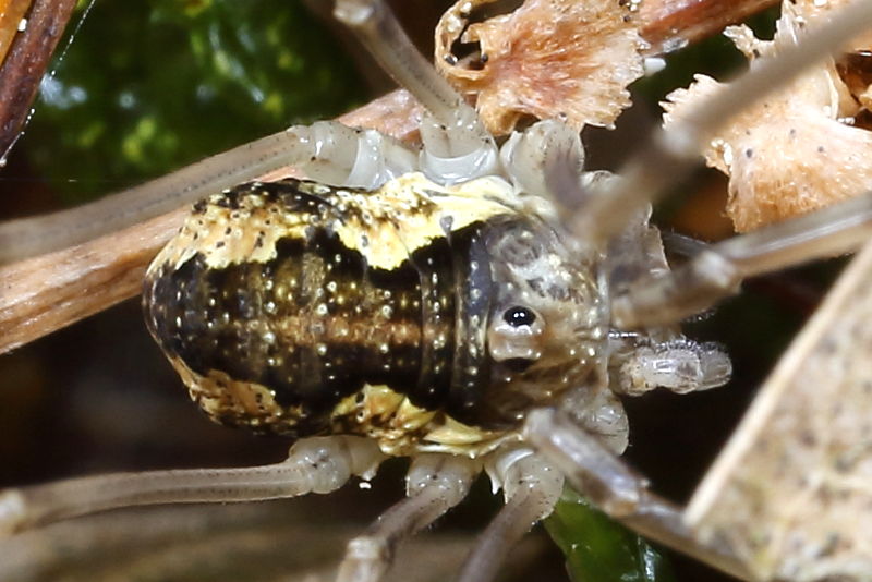 Mitopus morio juvenile