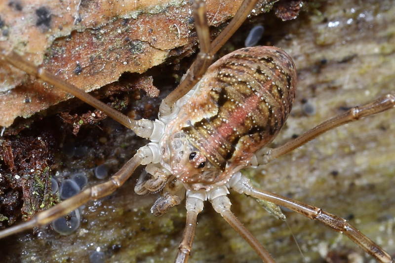 Mitopus morio juvenile