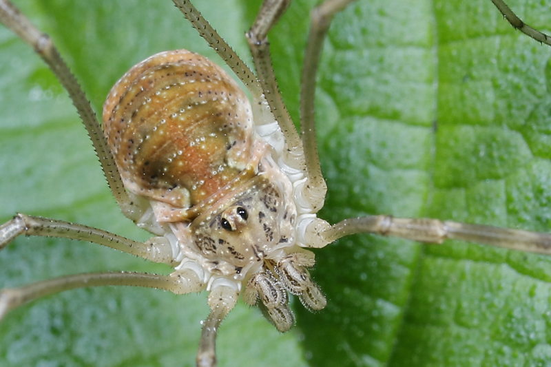 Mitopus morio ♀