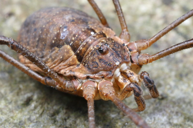 Mitopus morio ♀