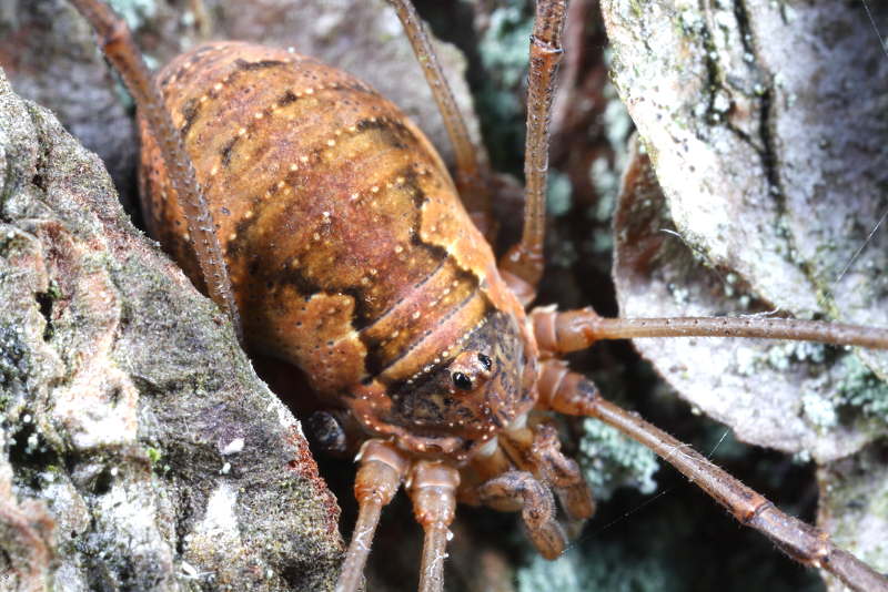 Mitopus morio ♀