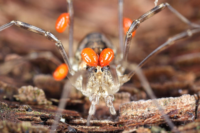 Mitopus morio met mijten