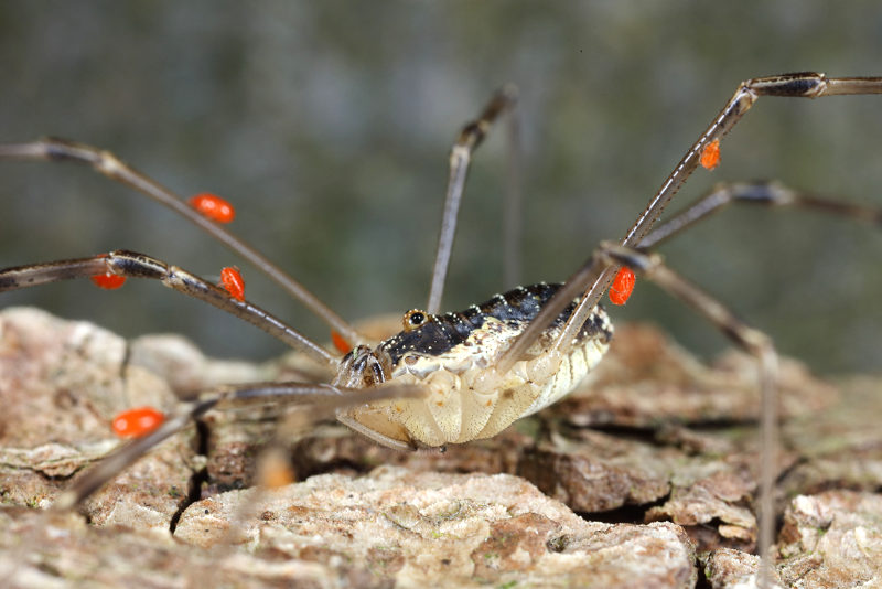 Mitopus morio met mijten